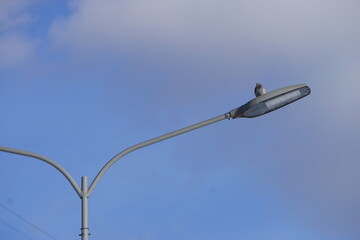pigeon on a street light
