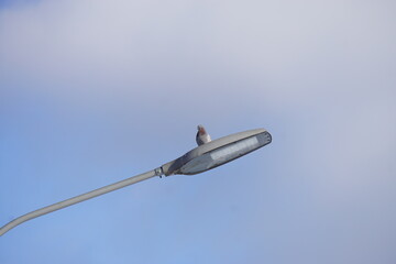 pigeon on a street light