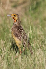 Cape Longclaw, Pilanesberg National Park