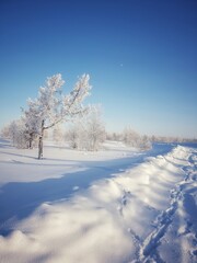 snow covered trees