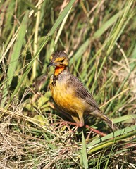 Cape Longclaw, Pilanesberg National Park