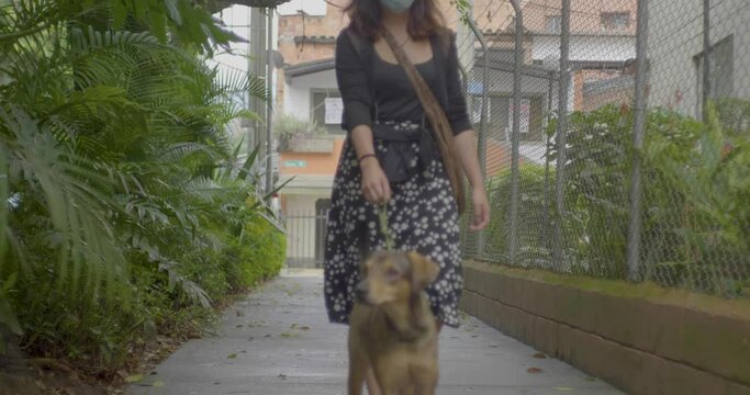 Young Dark Hair Woman Walks A Dog Stock in Beautiful Green Medellin Neiborhood