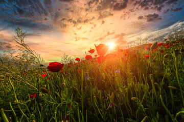 poppy field in the sunset