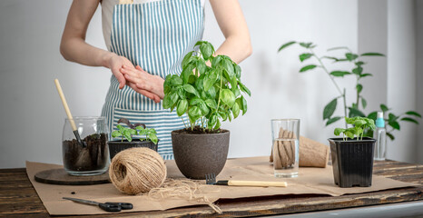 On a wooden table gardening tools, soil. Person in an apron is planting a green plant into a pot. Agricultural concept, young plants care, seedlings and hobby