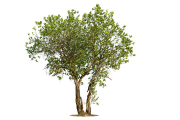 Obraz premium Trees isolated on white background, tropical trees isolated used for design, advertising and architecture