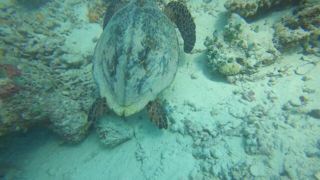 Swimming sea turtle. Underwater video from scuba diving in Indian Ocean in Maldives