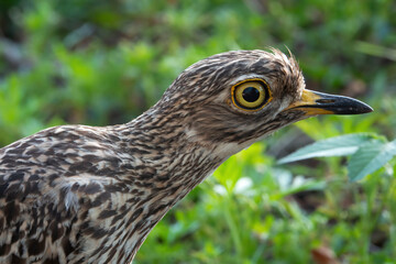 Close-up of curious spotted-thick-knee, private garden, Fochville, Gauteng.