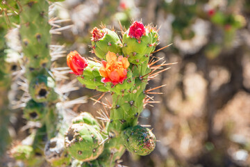 Blooming cactus on the roadside in Peru