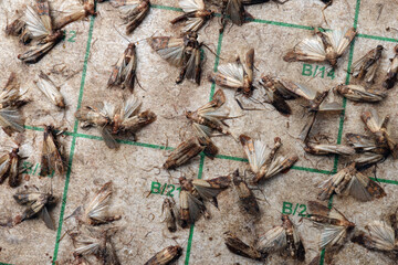 Sticky, adhesive moth trap full of Indian meal moths (Plodia interpunctella); color illustration photo of insect repellent and pest control or anti-moth advertising.
