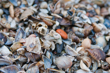 seashells on the beach