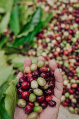 Fresh red berries coffee beans in farmer's hand