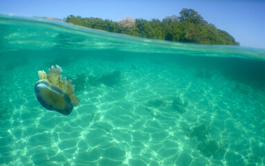 Fototapeta na wymiar underwater sea life , caribbean sea