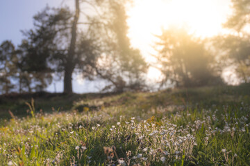 Summer meadow, green grass field in warm sunlight, nature background concept, soft focus, warm pastel tones