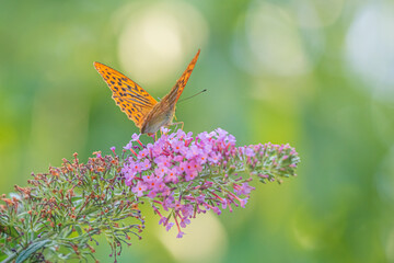 Orange colored butterfly on a purple wildflower