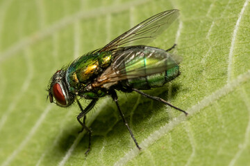 Close-up detailed photo of a fly on a green leaf