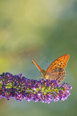 Orange colored butterfly on a purple wildflower
