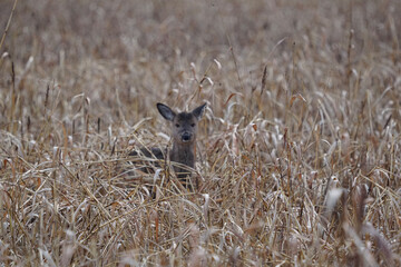 deer in field