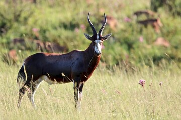 Blesbok, South Africa