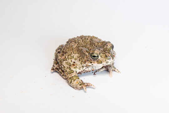 Still european green toad, bufotes viridis, with red spots in mating season from side view. Patterned frog at sunrise with flourishing green meadow with yellow flowers in background. High quality