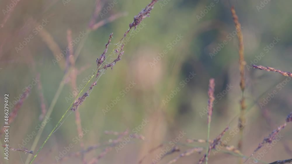 Poster spider in middle of web with dew beads in park with rack focus to reveal trees in background