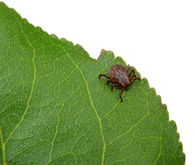 Tick insect sitting on a green leaf