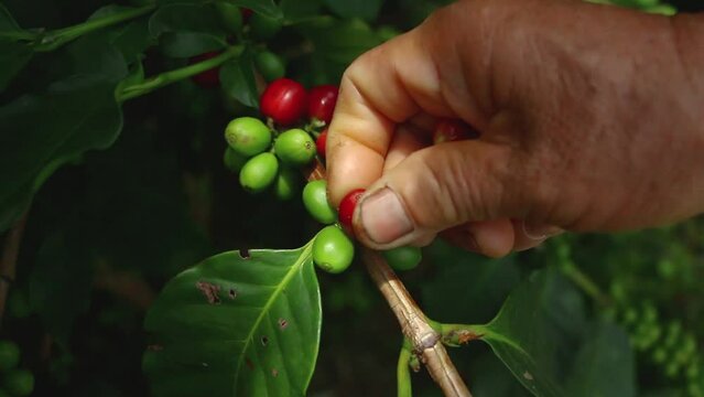 Close Up Footage Of Farmer Hand Picking Ripe Coffee Beans Out Of The Bush