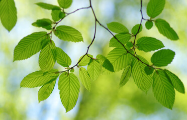 Green leaves plants nature spring background at