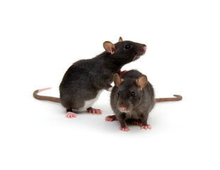 Two little rats on white