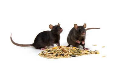 Rat and rodents feed on white
