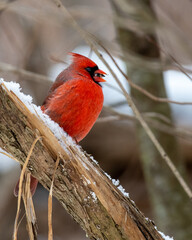 cardinal on a branch