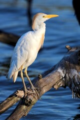 Westen Cattle Egret, Kruger National Park