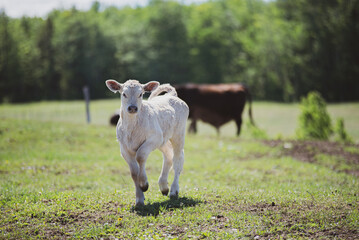 Cute charolais calf standing outside in beautiful summer pasture