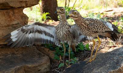 A pair of spotted thick-knee birds (Burhinus vermiculatus) guard their young, private, garden, Fochville, Gauteng.