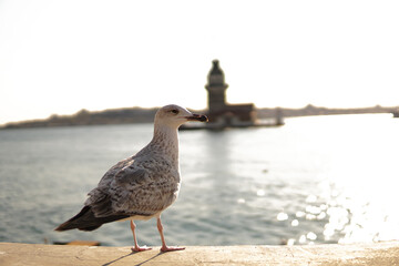 Seagull and maiden Tower in Istanbul, Bosphorus, topkapi palace and Hagia Sophia in the background