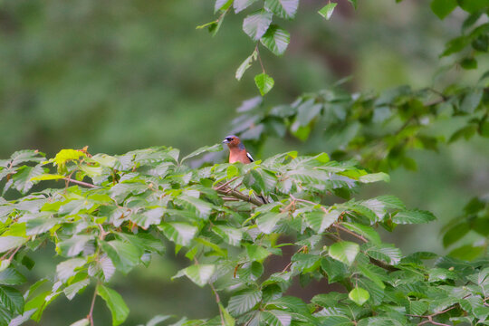 Chafinch, Fringilla coelebs, bird, sitting on the branch. Hidden bird in the bush.