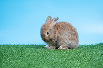 Furry and fluffy cute Black rabbit is Standing on two legs on Green grass and blue background and cleaning the front legs. Concept of rodent pet and easter.