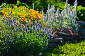flowers in the garden