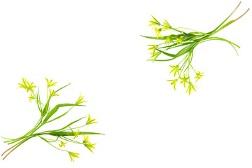 Yellow Gagea lutea flowers for spring postcard