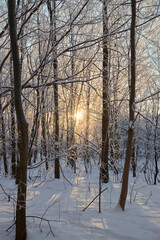Sun shining through the trees in snowy winter forest.