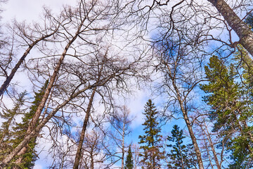 Obraz premium Forest in the Krasnoyarsk nature reserve
