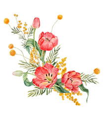Bouquet of red watercolor tulips, yellow mimosa and craspedia. Watercolor illustration of silver wattle. Spring flowers.