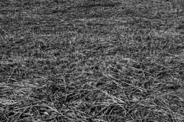 A field of mown grass. Natural texture of a beveled field, background for a post, screensaver, wallpaper, postcard, poster, banner cover, header for a website. Black and white high quality photography