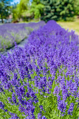 Naklejka premium creative