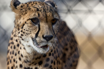 千葉市動物公園