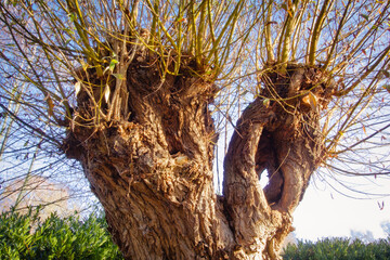 Old willow with gnarled trunk and splayed branches in winter sunny day.