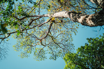 bright green trees and leaves in spring