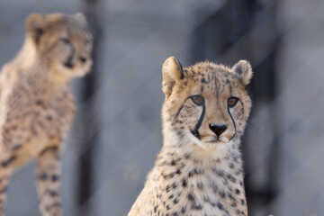 チビーター