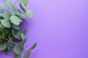 Eucalyptus branches on soft purple background. Flat lay, top view. Floral background.