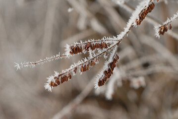 A close-up of a tree branches in hoarfrost against the background of a blurry snow-covered winter forest in defocus.