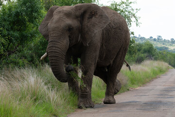 A large single tusked elephant at the roadside, Pilanesberg Game Reserve, North West.